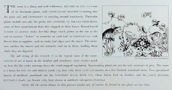 Key to Life on the Moor Shell Guide Educational Poster