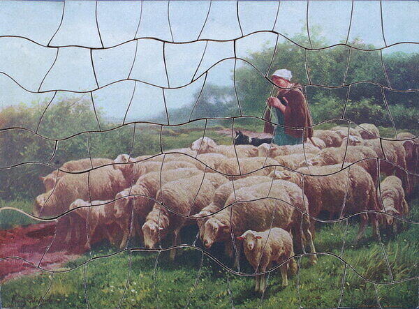 SHEEP IN THE FOLD 001.jpg