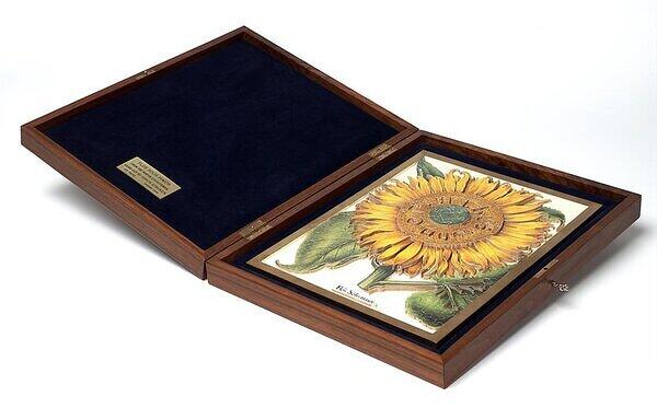 Flos Solis maior in case.jpg