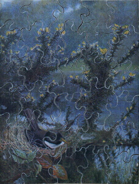 UNTITLED-BIRD IN NEST.jpg