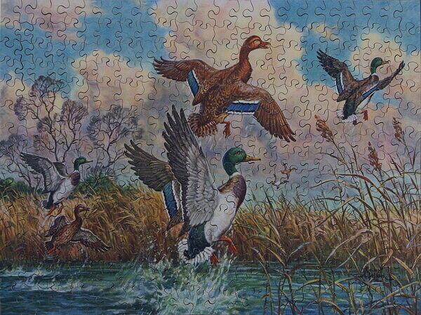 UNTITLED-DUCKS.jpg