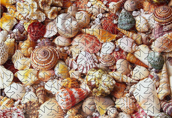 Minimindful 143pc Seashells