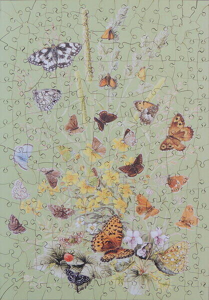 Grassland Butterflies.JPG