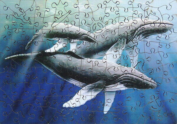 Humpback Whales.JPG