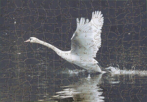 Swan.JPG