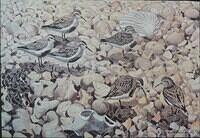 Dunlin