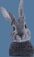 Bellatrix the Bunny