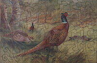 Pheasants