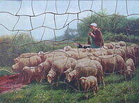 Sheep in the Fold