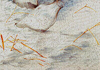 The Robin (Detail 2).jpg