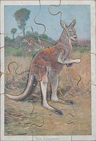 Kangaroo
