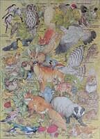 British Wildlife