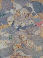 Hedgehogs