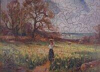 Daffodils of Scilly