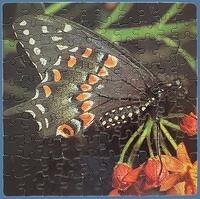 521. Black Swallowtail, The