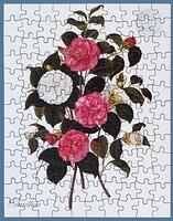 543. Camellias