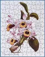 543. Dendrobium Nobile