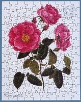543. Rosa Gallica