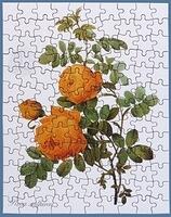 543. Rosa Sulfurea