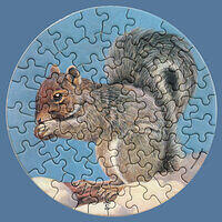 31807. Grey Squirrel