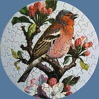 Chaffinch.jpg