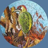 GREEN WOODPECKER.jpg