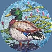 Mallard