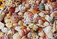 Minimindful 143pc Seashells