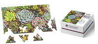Wentworth Minimindful Range 40pc Succulents 6