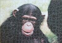 Monkey World-Ape Rescue Centre "TRUDY"