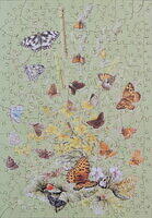 Butterflies-Grassland