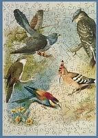 Cuckoos, Bee-Eater and Hoopoe