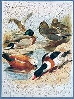 DucksTBPuzB