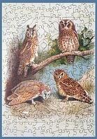 Owls