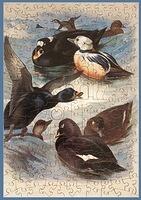 Sea Ducks
