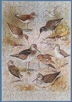 Snipe and Waders